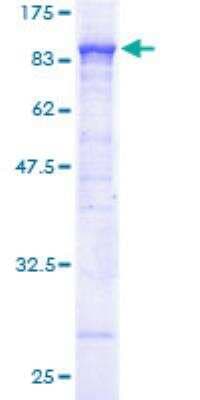 SDS-PAGE: Recombinant Human ACOX1 GST (N-Term) Protein [H00000051-P01]
