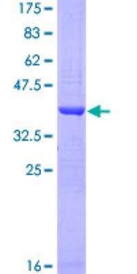 SDS-PAGE: Recombinant Human APLP-2 GST (N-Term) Protein [H00000334-Q01]
