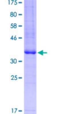 SDS-PAGE: Recombinant Human Adenosine A2aR GST (N-Term) Protein [H00000135-Q01]