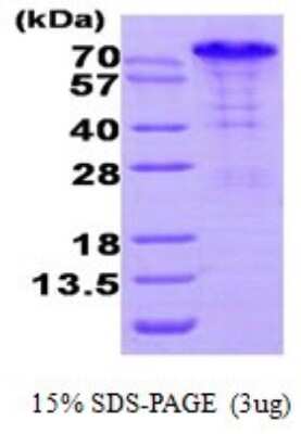SDS-PAGE: Recombinant Human BAG3 His Protein [NBP1-72276]