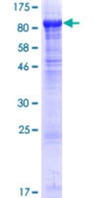 SDS-PAGE: Recombinant Human BBS2 GST (N-Term) Protein [H00000583-P01]