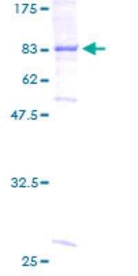 SDS-PAGE: Recombinant Human BBS4 GST (N-Term) Protein [H00000585-P01]