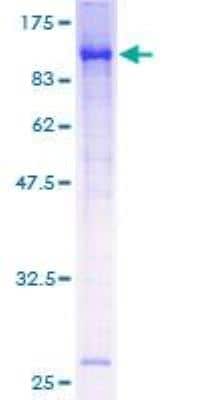 SDS-PAGE: Recombinant Human BMAL1 GST (N-Term) Protein [H00000406-P01]