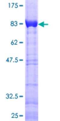 SDS-PAGE: Recombinant Human CACNB3 GST (N-Term) Protein [H00000784-P01]