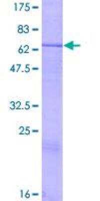 SDS-PAGE: Recombinant Human CRLF1 GST (N-Term) Protein [H00009244-P01]