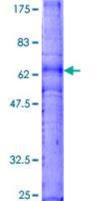 SDS-PAGE: Recombinant Human CXCR3 GST (N-Term) Protein [H00002833-P01]