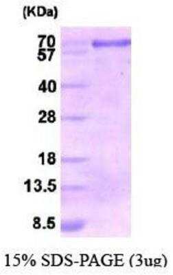 SDS-PAGE: Recombinant Human Calnexin Protein [NBP1-30235]