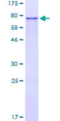 SDS-PAGE: Recombinant Human Craniofacial Development Protein 1 GST (N-Term) Protein [H00010428-P01]