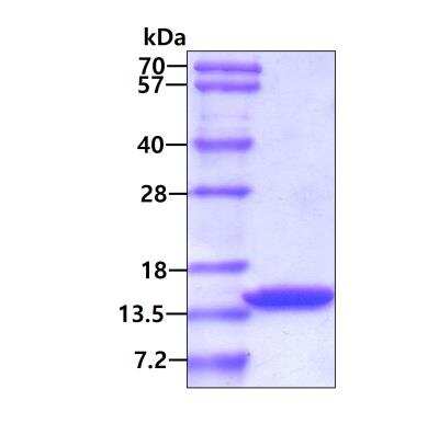 SDS-PAGE: Recombinant Human DDT His Protein [NBP1-45258]