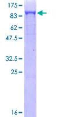 SDS-PAGE: Recombinant Human DRP1 GST (N-Term) Protein [H00010059-P01]