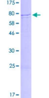 SDS-PAGE: Recombinant Human ERVFRD-1 GST (N-Term) Protein [H00405754-P01]