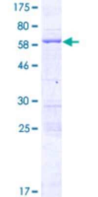 SDS-PAGE: Recombinant Human FSD1L GST (N-Term) Protein [H00083856-P02]