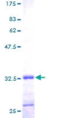 SDS-PAGE: Recombinant Human FXYD2 GST (N-Term) Protein [H00000486-P01]