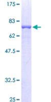 SDS-PAGE: Recombinant Human Flotillin 2 GST (N-Term) Protein [H00002319-P01]