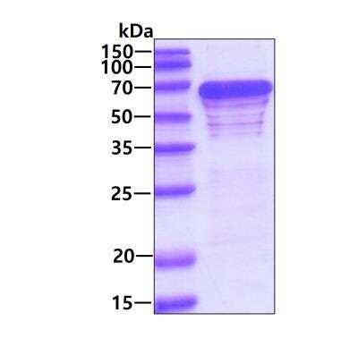 SDS-PAGE: Recombinant Human G3BP1 His Protein [NBP1-50925]