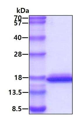 SDS-PAGE: Recombinant Human Glutaredoxin 2 His Protein [NBP1-30299]