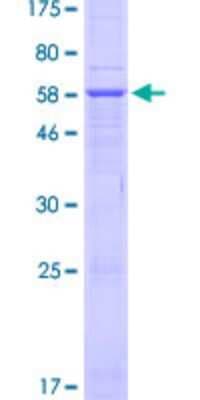 SDS-PAGE: Recombinant Human HSD3B7 GST (N-Term) Protein [H00080270-P01]