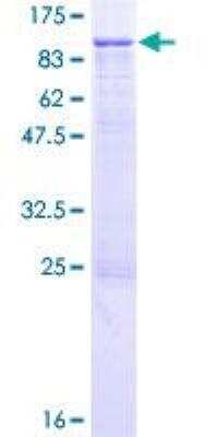 SDS-PAGE: Recombinant Human Integrin beta 7 GST (N-Term) Protein [H00003695-P01]