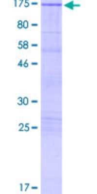 SDS-PAGE: Recombinant Human JIP2 GST (N-Term) Protein [H00023542-P02]