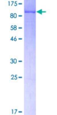 SDS-PAGE: Recombinant Human LIM kinase 2 GST (N-Term) Protein [H00003985-P01]