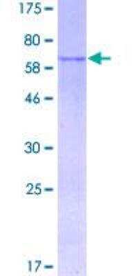SDS-PAGE: Recombinant Human MAGEA9 GST (N-Term) Protein [H00004108-P01]
