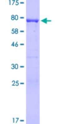SDS-PAGE: Recombinant Human MIPOL1 GST (N-Term) Protein [H00145282-P01]
