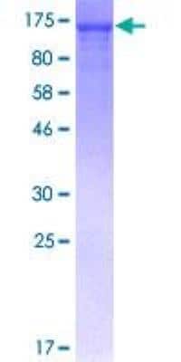 SDS-PAGE: Recombinant Human NFkB p105/p50 GST (N-Term) Protein [H00004790-P01]