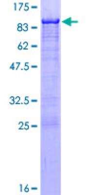 SDS-PAGE: Recombinant Human Nrf1 GST (N-Term) Protein [H00004899-P01]
