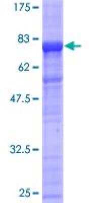 SDS-PAGE: Recombinant Human PHF10 GST (N-Term) Protein [H00055274-P01]