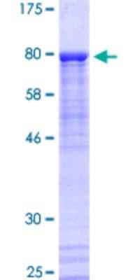 SDS-PAGE: Recombinant Human PKNOX2 GST (N-Term) Protein [H00063876-P01]