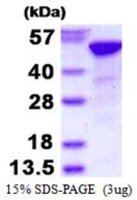 SDS-PAGE: Recombinant Human RBBP4/RbAp48 His Protein [NBP1-98868]