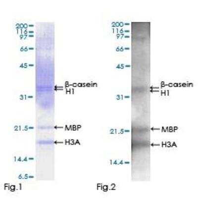 Functional: Recombinant Human RIPK3/RIP3 GST (N-Term) Protein [H00011035-P01]