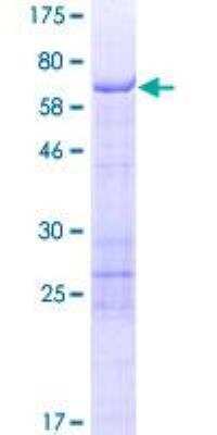 SDS-PAGE: Recombinant Human SCRN2 GST (N-Term) Protein [H00090507-P01]