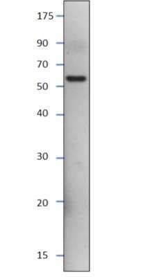 Western Blot: SESN3 Native Protein [NBP1-44988]