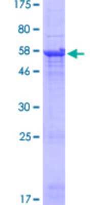 SDS-PAGE: Recombinant Human TRBV5-4 GST (N-Term) Protein [H00028611-P01]