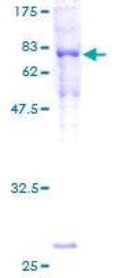 SDS-PAGE: Recombinant Human Tubulin alpha-1B GST (N-Term) Protein [H00010376-P01]