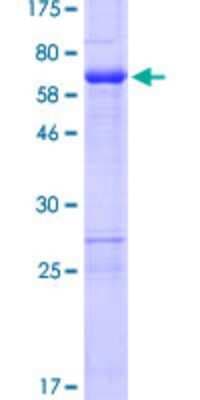 SDS-PAGE: Recombinant Human ZNF330 GST (N-Term) Protein [H00027309-P01]