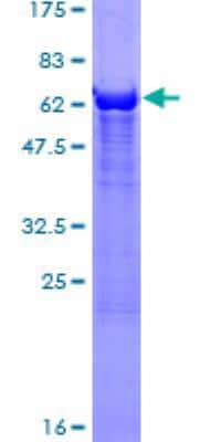 SDS-PAGE: Recombinant Human alcohol dehydrogenase 4 GST (N-Term) Protein [H00000127-P01]