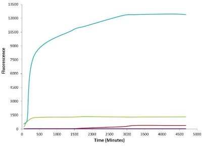 In vitro assay: Recombinant Human alpha-Synuclein Active, Pre-formed Fibrils, (Type 1) Protein [NBP2-54789]