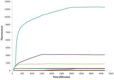 In vitro assay: Recombinant Human alpha-Synuclein Active, Pre-formed Fibrils, (Type 2) Protein [NBP2-54787]