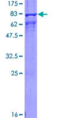 SDS-PAGE: Recombinant Human beta-Arrestin 1 GST (N-Term) Protein [H00000408-P01]