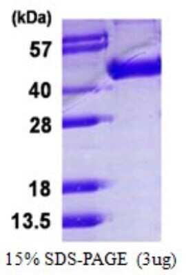 SDS-PAGE: Recombinant Influenza A H5N1 Hemagglutinin (A/Vietnam/HN31242/2007) His Protein [NBP1-99028]