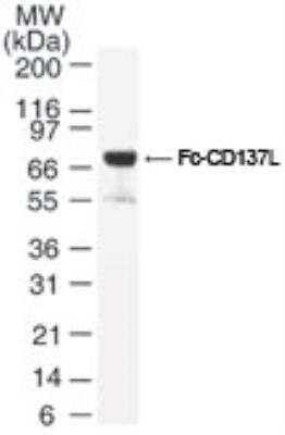 SDS-PAGE: Recombinant Mouse 4-1BB Ligand/TNFSF9 Protein [NBP2-26580]