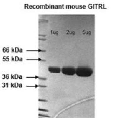 SDS-PAGE: Recombinant Mouse GITR Ligand/TNFSF18 Protein [NBP2-26579]