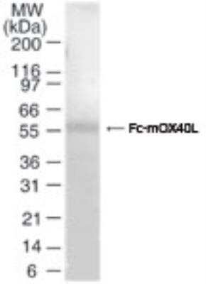 SDS-PAGE: Recombinant Mouse OX40 Ligand/TNFSF4 Protein [NBP2-26577]