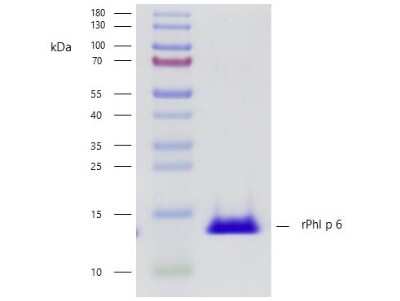 SDS-PAGE: Recombinant Plant Phleum pratense 6.0101 Strep (N-Term) Protein [NBP3-06727]
