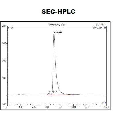 HPLC: Recombinant Protein A/G Cys (C-Term) Protein [NBP2-34999]