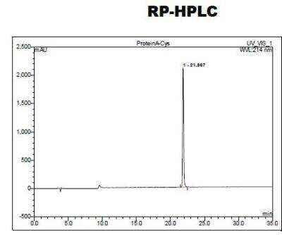 HPLC: Recombinant Protein A Cys (C-Term) Protein [NBP2-35001]