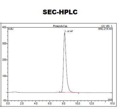 HPLC: Recombinant Protein A Cys (C-Term) Protein [NBP2-35001]