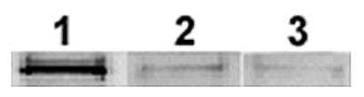 Western Blot: Recombinant Rat Adiponectin/Acrp30 FLAG Protein [NBP3-18139]